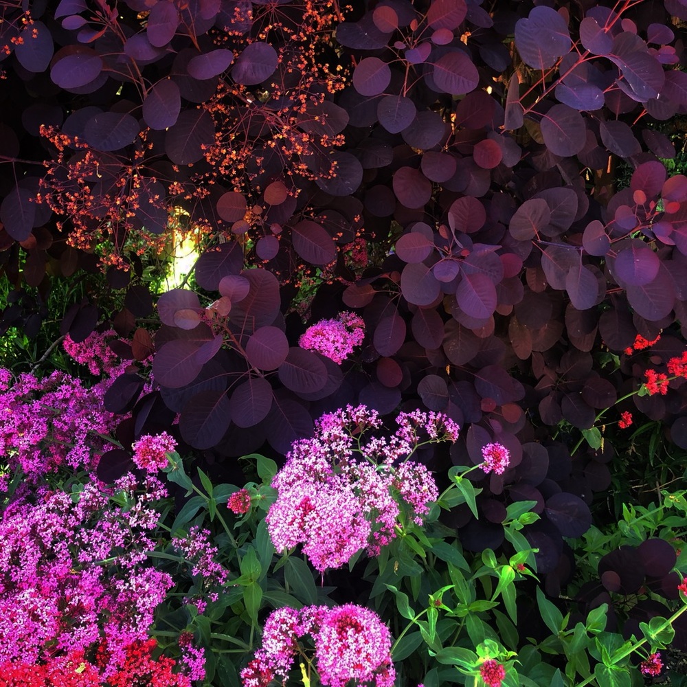 Meet your Posher, Clara